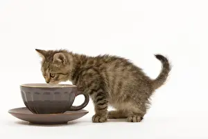 Cups: Cat - British Shorthair - 8 week old kitten sniffing teacup