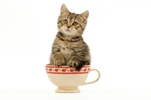 Cups: Cat - British Shorthair - 8 week old kitten in teacup