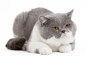 Bicolour: Cat - British Shorthair Bicolor White and Blue