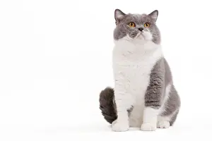 Bicolour: Cat - British Shorthair Bicolor White and Blue
