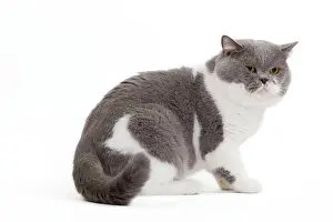 Bicolour: Cat - British Shorthair Bicolor White and Blue