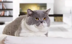 Bicolour: Cat - British Shorthair Bicolor White and Blue