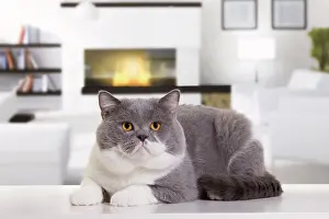 Bicolour: Cat - British Shorthair Bicolor White and Blue