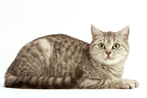 Startled: Cat - British Shorthair, Black Silver Blotched Tabby