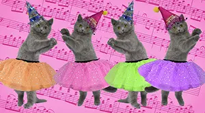 Ballet: Cat - British Shorthair Blue kitten - 2 months old