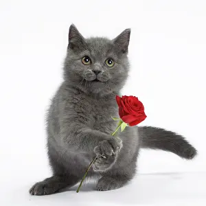 260420: Cat - British Shorthair Blue kitten holding red rose