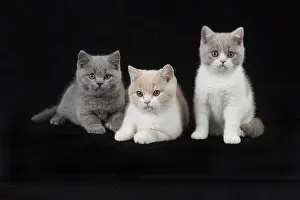 Shorthairs: CAT. British shorthair cats