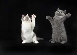 Shorthairs: CAT. British shorthair cats