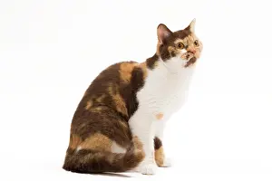 Torties: Cat - British Shorthair Chocolate, Torite & White