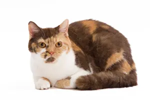 Torties: Cat - British Shorthair Chocolate Torite & White