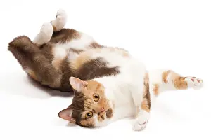 Submission: Cat - British Shorthair Chocolate Torite & White