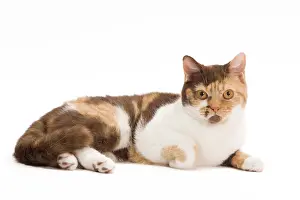Torties: Cat - British Shorthair Chocolate Torite & White