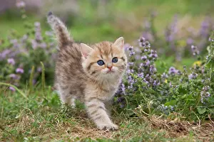 Jean-michel Labat: Cat - British Shorthair kitten - 6 weeks old