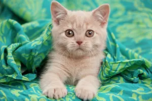 Cat - British shorthair kitten - cream - 3 months old