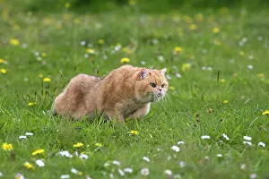 Behavoiur: Cat - British Shorthair kitten stalking