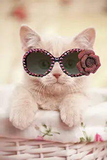 260420: Cat - British shorthair kitten wearing sunglasses