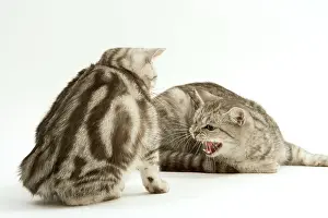 Hissing: Cat - Two British shorthair kittens in studio having