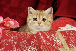 Surprises: Cat - British Shorthair - in present box