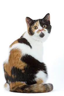 Tortoiseshells: Cat - British shorthair - tortoiseshell & white