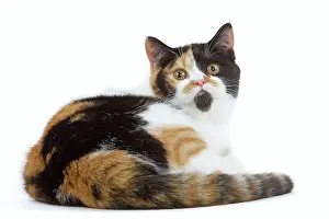 Tortoiseshells: Cat - British shorthair - tortoiseshell & white