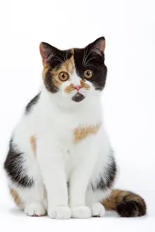 Tortoiseshells: Cat - British shorthair - tortoiseshell & white