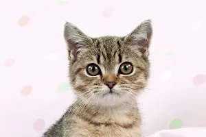 Shorthaired: Cat - British shorthaired kitten (head shot)