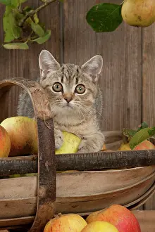 Shorthaired: CAT - British shorthaired kitten laying on basket of apples