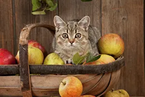 Shorthaired: CAT - British shorthaired kitten laying on basket of apples