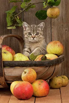 Shorthaired: CAT - British shorthaired kitten laying on basket of apples