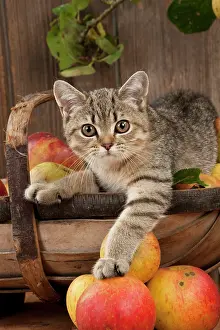 Shorthaired: CAT - British shorthaired kitten laying on basket of apples