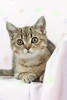 Shorthaired: CAT - British shorthaired kitten laying on blanket