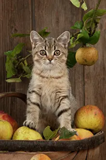 Shorthaired: CAT - British shorthaired kitten sitting on basket of apples