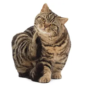 Fleas: Cat - British Tabby scratching