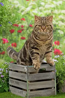 Crate: Cat - British Tabby in wooden crate