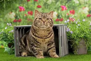 Crate: Cat - British Tabby in wooden crate