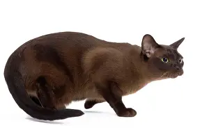 Zibeline: Cat - British Zibeline Burmese