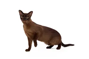 Zibeline: Cat - British Zibeline Burmese