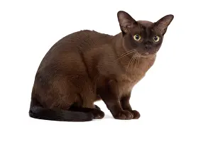 Zibeline: Cat - British Zibeline Burmese - sitting down