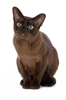 Zibeline: Cat - British Zibeline Burmese - sitting down