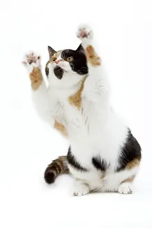 Calico: CAT - Britsih Shorthair, Calico - on hind legs