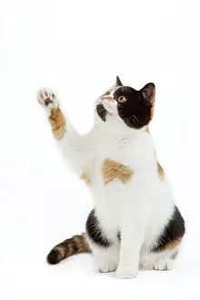 Calico: CAT - Britsih Shorthair, Calico - with paw in the air