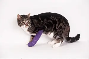 Broken: CAT - with broken leg, bandaged over plaster cast