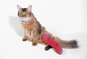 Bandage: CAT - With broken leg in plaster cast and bandage.