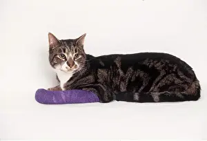 Broken: CAT - broken leg in plaster cast, with bandage