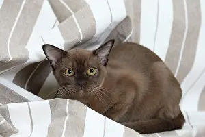 Wary: Cat