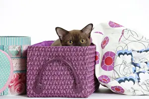 Peeping: Cat