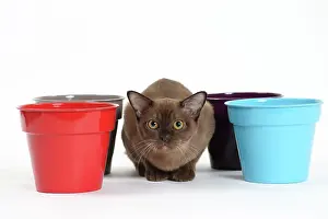 Flowerpots: Cat