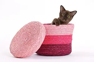 Peeping: Cat