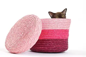 Peeping: Cat