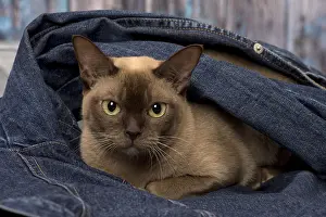 Denim: Cat Brown Burmese